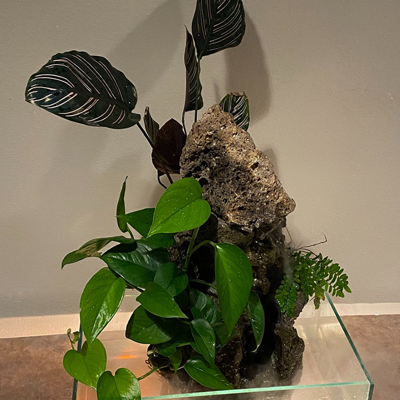 Exotic Water Gardens living waterfall